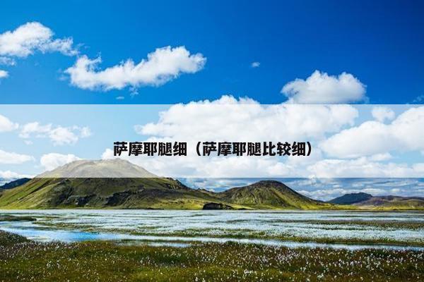 萨摩耶腿细（萨摩耶腿比较细）