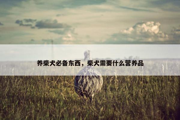 养柴犬必备东西,柴犬需要什么营养品 养柴犬必备东西,柴犬需要什么营养品