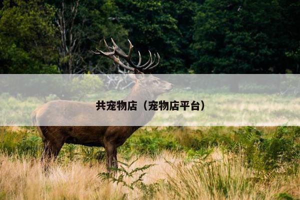 共宠物店（宠物店平台）