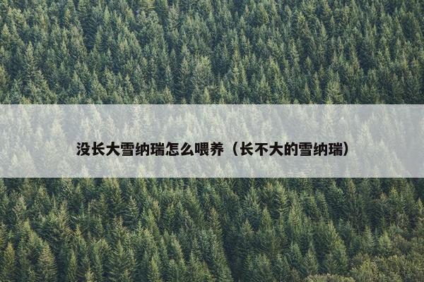 没长大雪纳瑞怎么喂养（长不大的雪纳瑞）