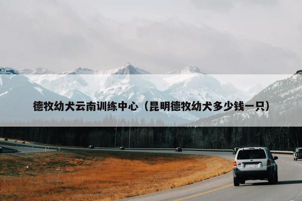 德牧幼犬云南训练中心（昆明德牧幼犬多少钱一只）