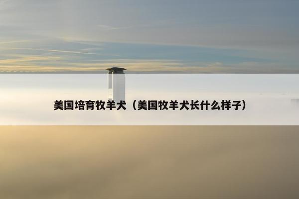 美国培育牧羊犬(美国牧羊犬长什么样子)