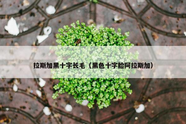 拉斯加黑十字长毛(黑色十字脸阿拉斯加)