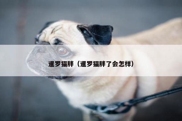 暹罗猫胖（暹罗猫胖了会怎样）