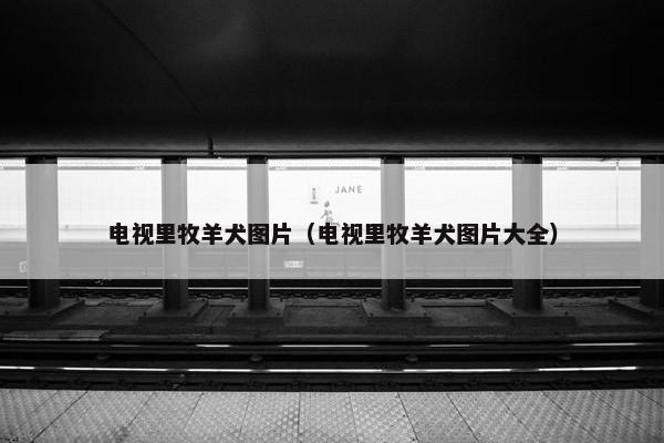 电视里牧羊犬图片（电视里牧羊犬图片大全）