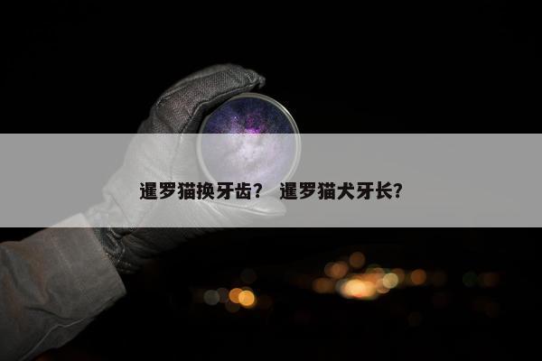 暹罗猫换牙齿? 暹罗猫犬牙长? 暹罗猫换牙齿? 暹罗猫犬牙长?