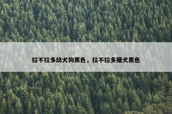 拉不拉多幼犬狗黑色，拉不拉多猎犬黑色