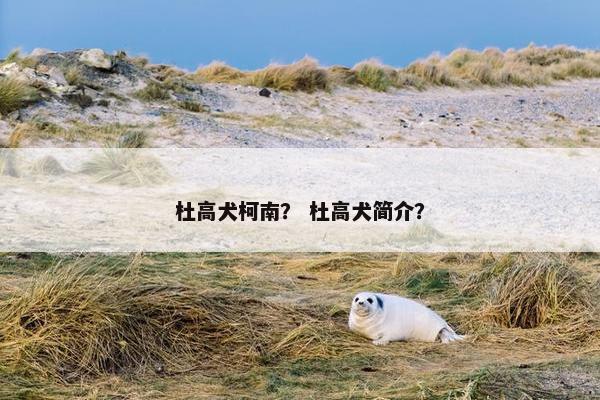杜高犬柯南？ 杜高犬简介？