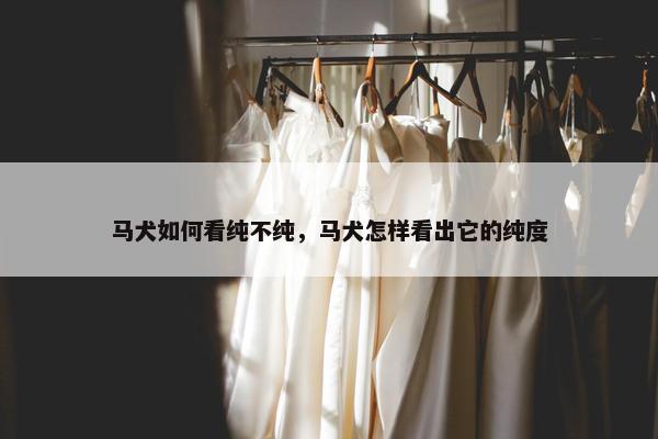 马犬如何看纯不纯，马犬怎样看出它的纯度