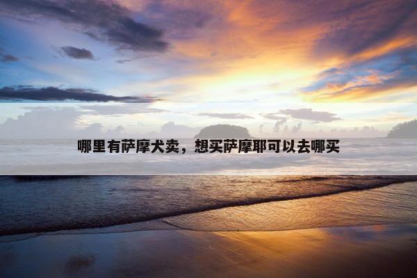 哪里有萨摩犬卖，想买萨摩耶可以去哪买