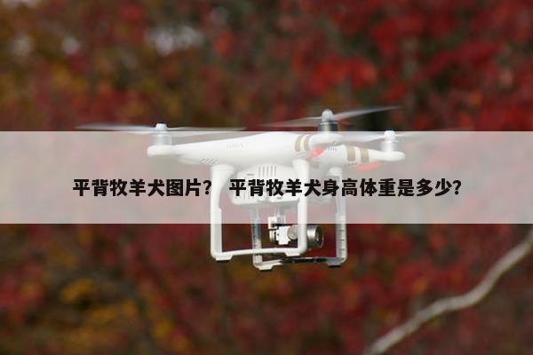 平背牧羊犬图片？ 平背牧羊犬身高体重是多少？