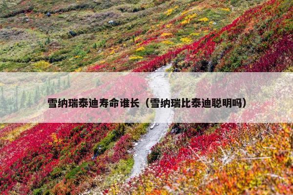 雪纳瑞泰迪寿命谁长（雪纳瑞比泰迪聪明吗）