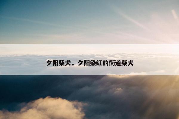 夕阳柴犬，夕阳染红的街道柴犬