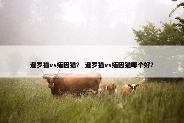 暹罗猫vs缅因猫？ 暹罗猫vs缅因猫哪个好？