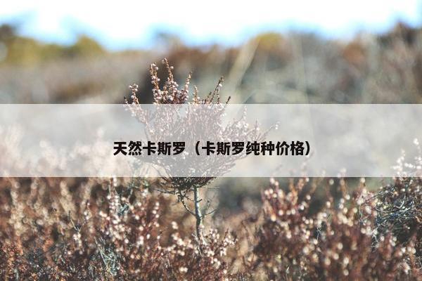 天然卡斯罗（卡斯罗纯种价格）