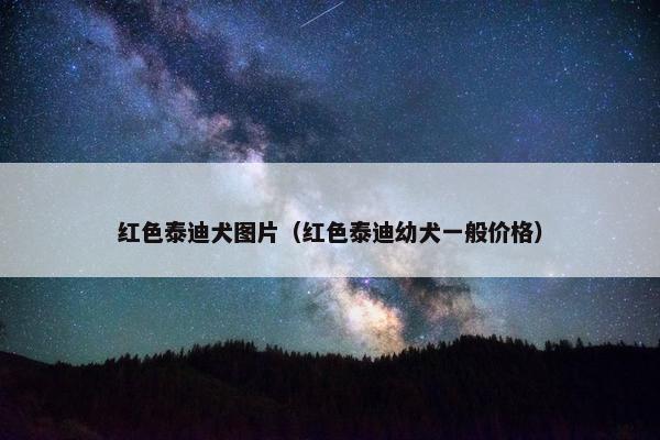红色泰迪犬图片（红色泰迪幼犬一般价格）