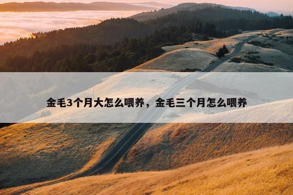 金毛3个月大怎么喂养，金毛三个月怎么喂养