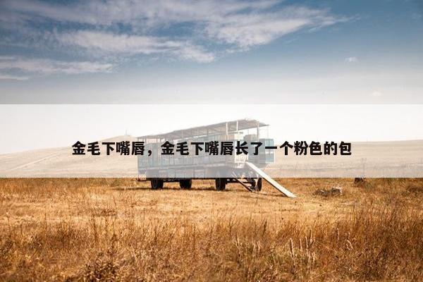 金毛下嘴唇，金毛下嘴唇长了一个粉色的包