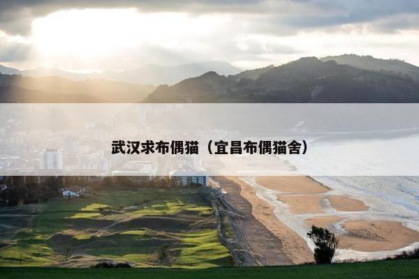 武汉求布偶猫（宜昌布偶猫舍）