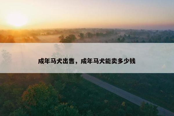 成年马犬出售，成年马犬能卖多少钱