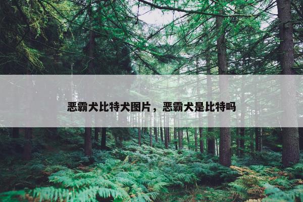 恶霸犬比特犬图片，恶霸犬是比特吗