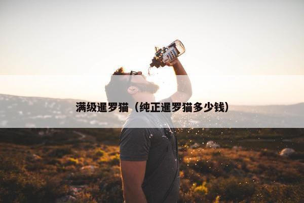 满级暹罗猫（纯正暹罗猫多少钱）