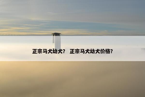 正宗马犬幼犬？ 正宗马犬幼犬价格？