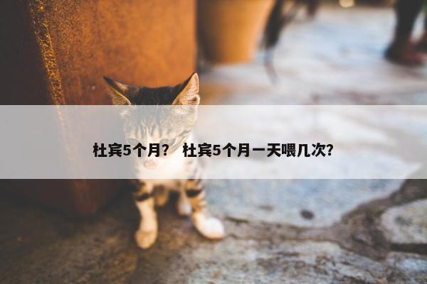杜宾5个月？ 杜宾5个月一天喂几次？