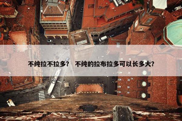 不纯拉不拉多？ 不纯的拉布拉多可以长多大？