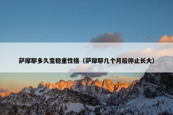 萨摩耶多久变稳重性格（萨摩耶几个月后停止长大）