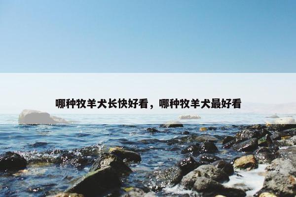 哪种牧羊犬长快好看，哪种牧羊犬最好看