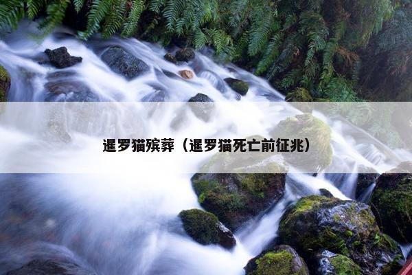 暹罗猫殡葬（暹罗猫死亡前征兆）