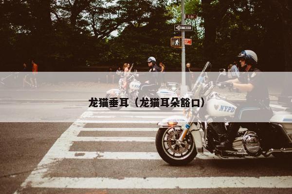 龙猫垂耳（龙猫耳朵豁口）