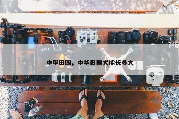中华田园，中华田园犬能长多大