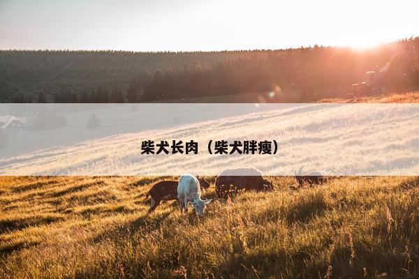 柴犬长肉（柴犬胖瘦）