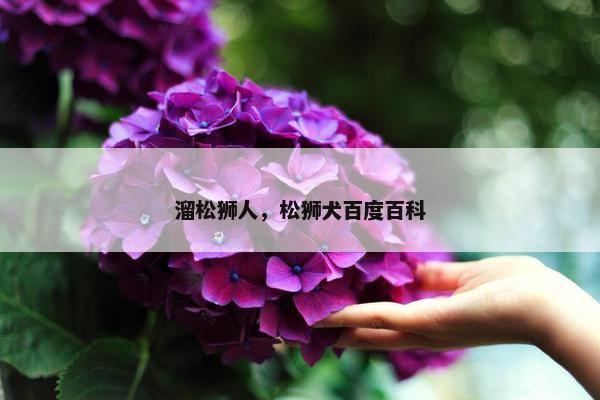 溜松狮人，松狮犬百度百科