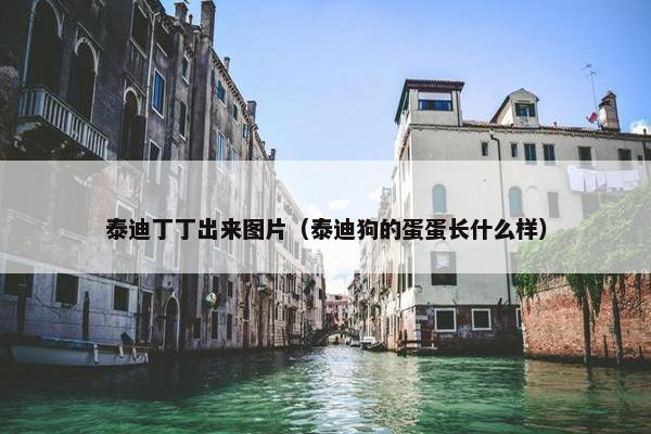 泰迪丁丁出来图片（泰迪狗的蛋蛋长什么样）