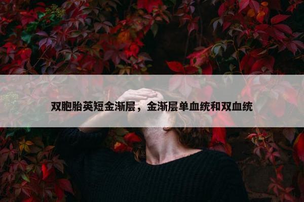 双胞胎英短金渐层，金渐层单血统和双血统