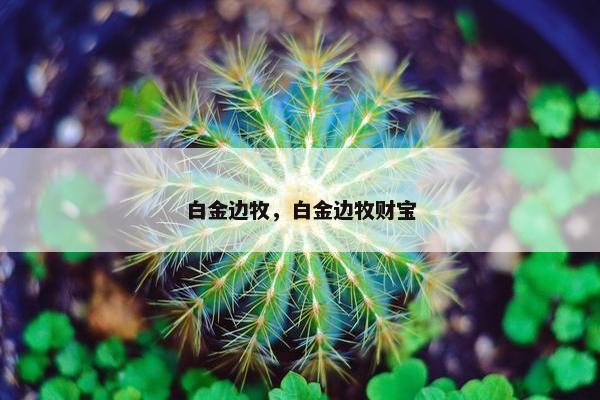 白金边牧，白金边牧财宝