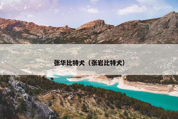 张华比特犬（张岩比特犬）