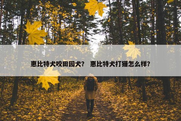 惠比特犬咬田园犬？ 惠比特犬打猎怎么样？