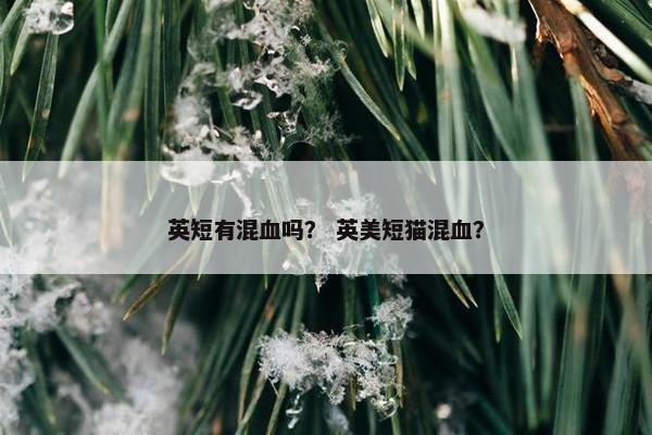 英短有混血吗？ 英美短猫混血？