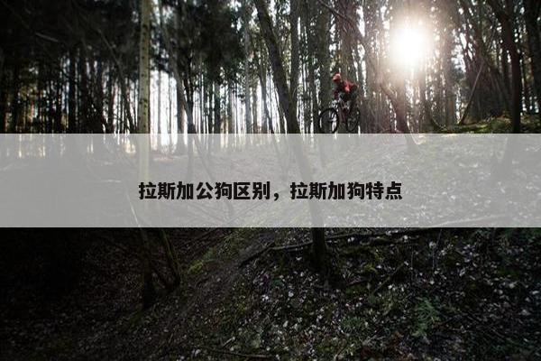 拉斯加公狗区别，拉斯加狗特点