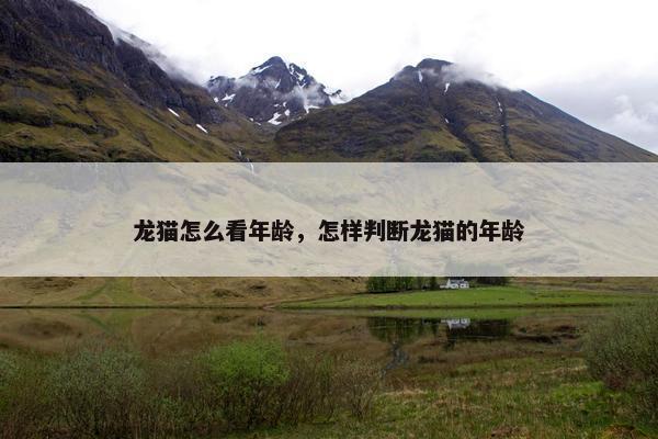 龙猫怎么看年龄，怎样判断龙猫的年龄