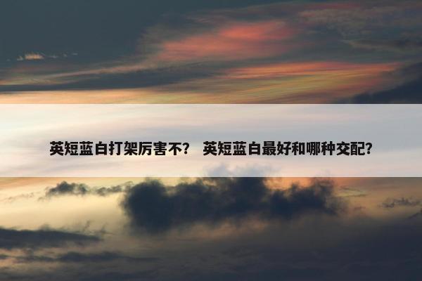 英短蓝白打架厉害不？ 英短蓝白最好和哪种交配？