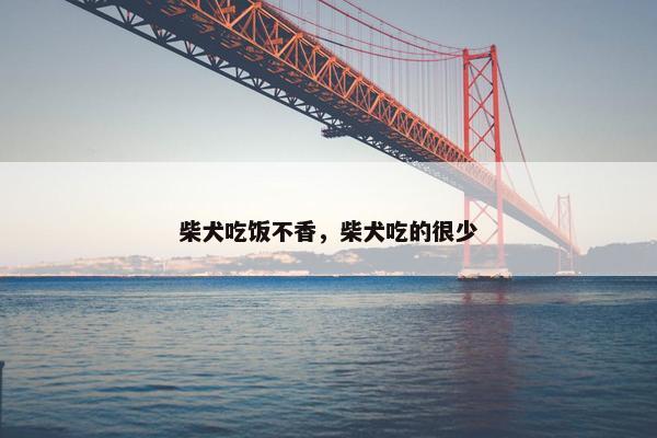 柴犬吃饭不香，柴犬吃的很少