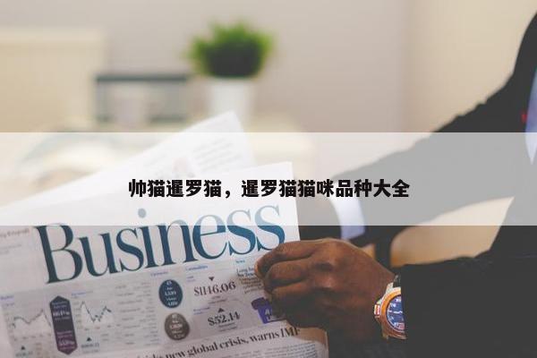 帅猫暹罗猫，暹罗猫猫咪品种大全