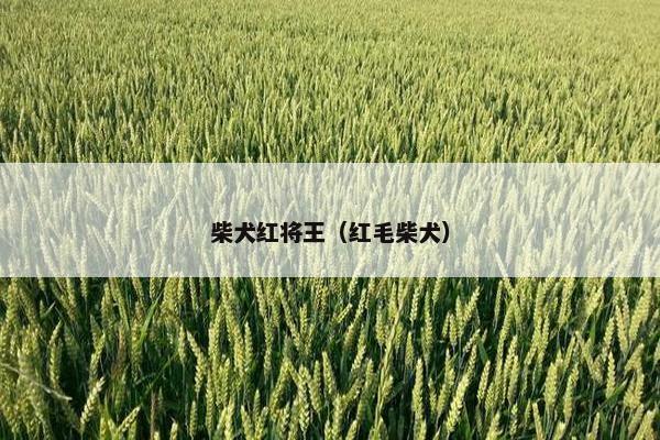 柴犬红将王（红毛柴犬）