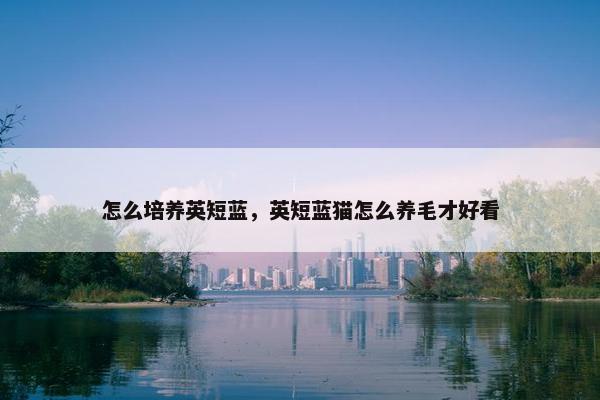 怎么培养英短蓝，英短蓝猫怎么养毛才好看
