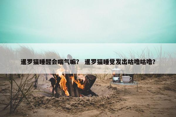 暹罗猫睡醒会喘气嘛？ 暹罗猫睡觉发出咕噜咕噜？